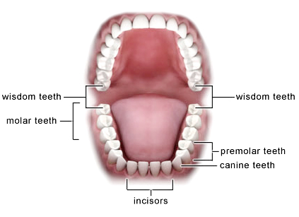 wisdom teeth removal mississauga