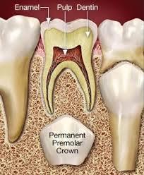 pulp-therapy-in-primary-teeth