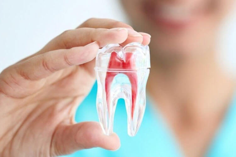 dentist holding a model of a tooth